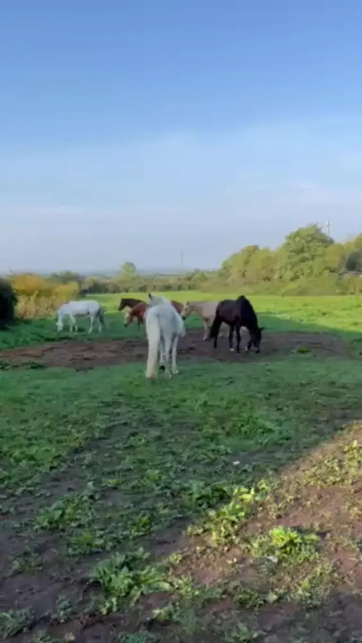 Une pause au vert pour la cavalerie
